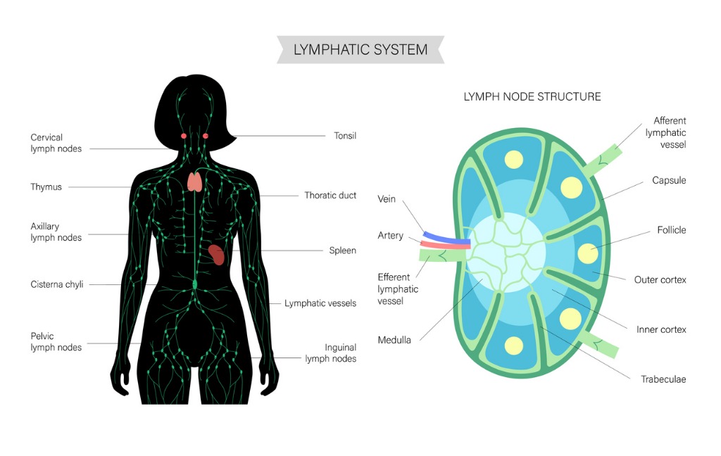 lymph-node-anatomy-vector-id1304619111 Lymphatic System